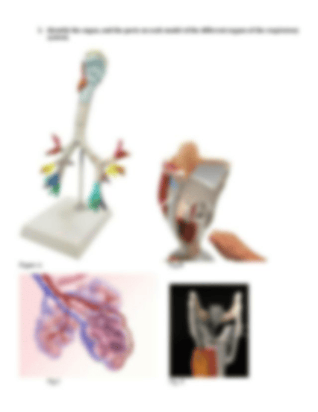 Laboratory Human Respiratory System docx (4) jg edit.pdf_d3gnkyxpmjv_page3