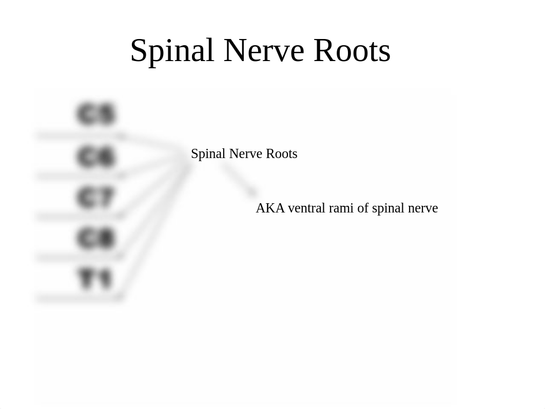 Optimized Brachial Plexus.pptx_d3go0p4skpa_page1