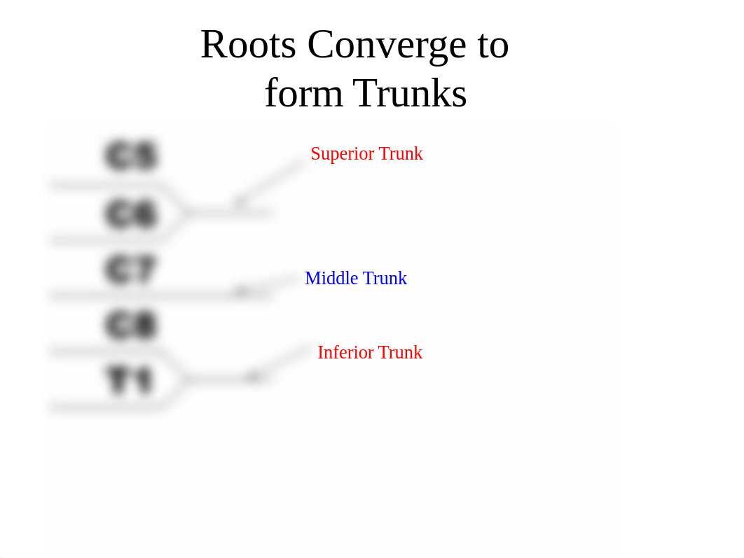 Optimized Brachial Plexus.pptx_d3go0p4skpa_page2