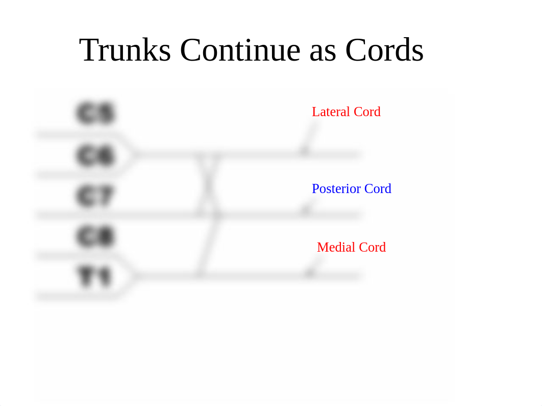 Optimized Brachial Plexus.pptx_d3go0p4skpa_page4