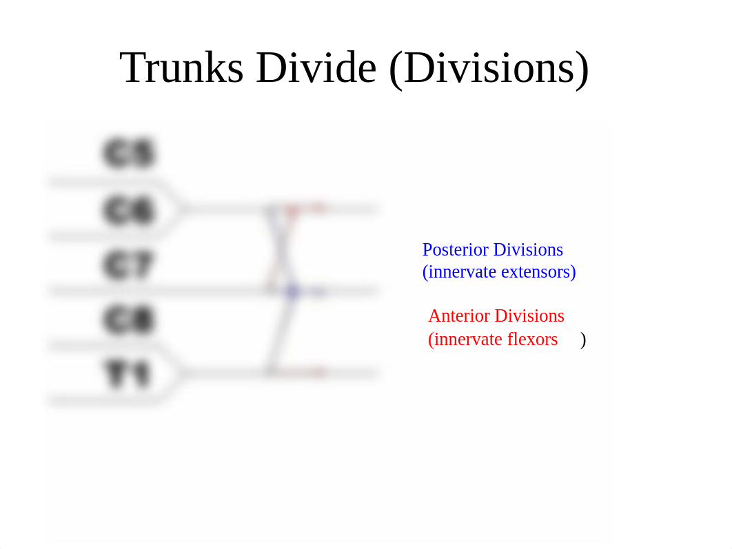 Optimized Brachial Plexus.pptx_d3go0p4skpa_page3