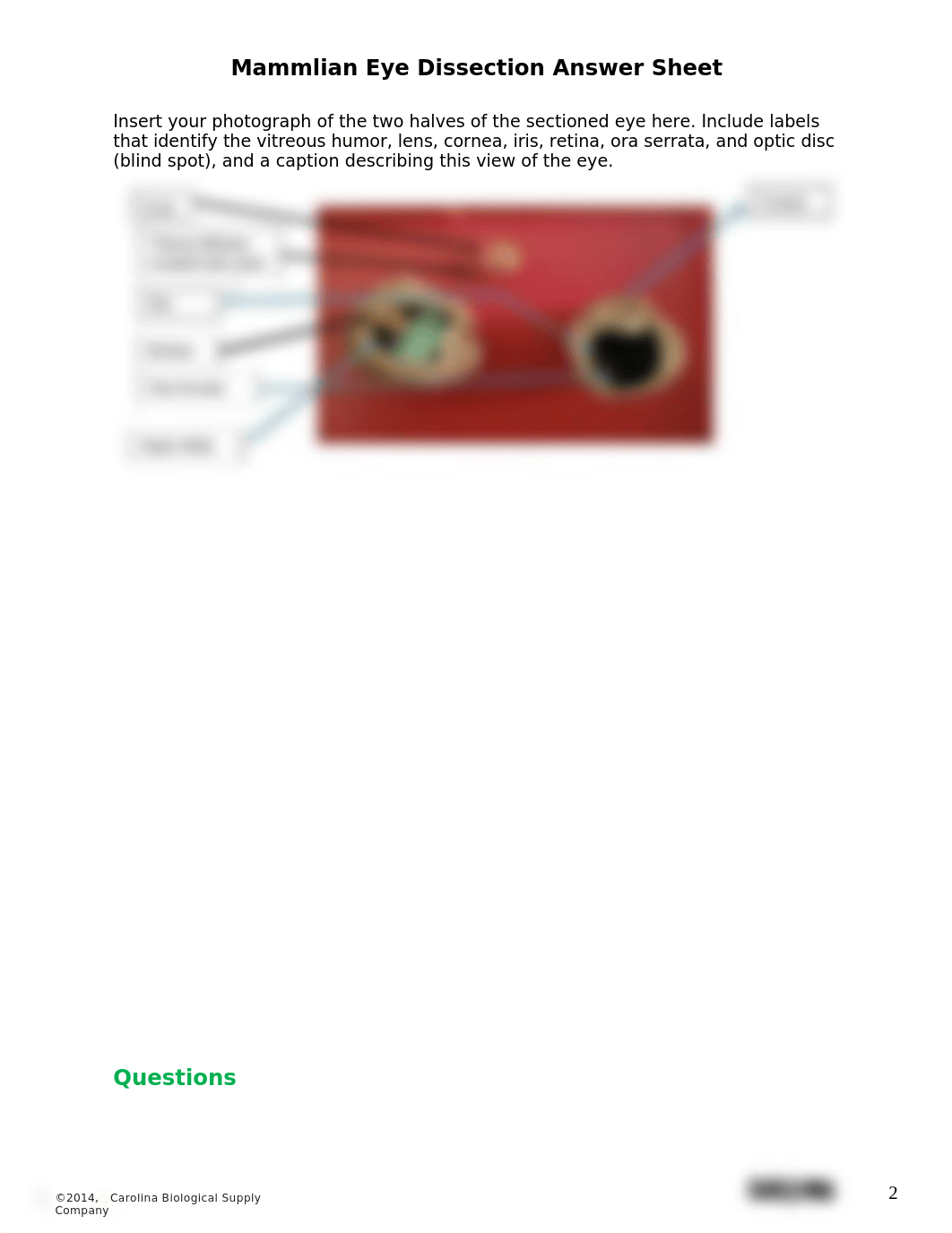 Mammlian Eye Dissection Answer Sheet.docx_d3h7kuemd4u_page2