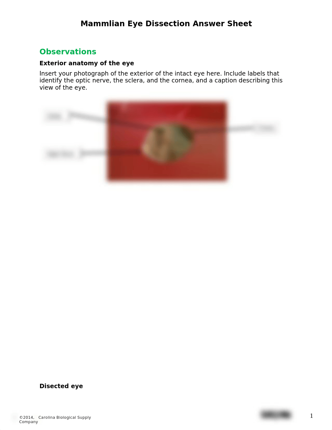 Mammlian Eye Dissection Answer Sheet.docx_d3h7kuemd4u_page1