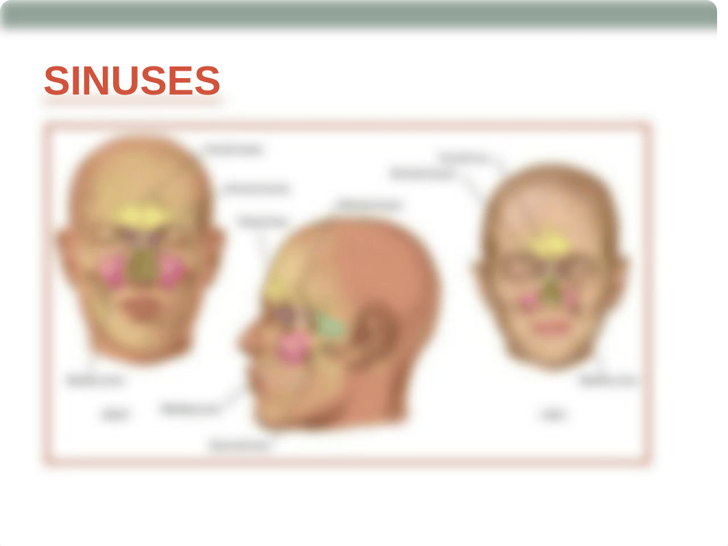 wk5 CH 16 - Nose Mouth Throat -  Student.ppt_d3hasl9zyj1_page3