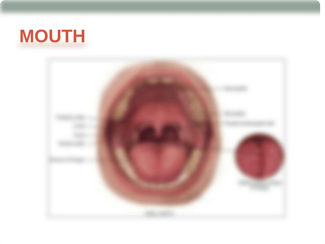 wk5 CH 16 - Nose Mouth Throat -  Student.ppt_d3hasl9zyj1_page5