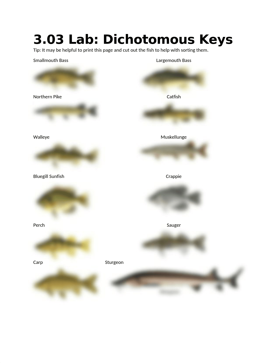 3.03 Lab-Dichotomous Key of MN Fish_oj.docx_d3hmvftu2t3_page1