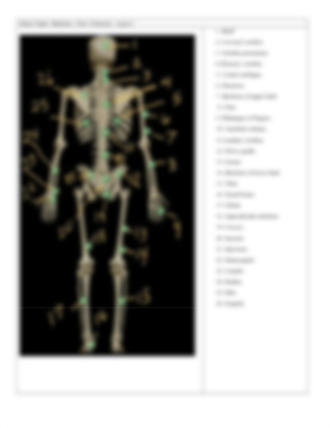 APR SKELETAL ANATOMY - OVERVIEW.docx_d3i418jyf2m_page2