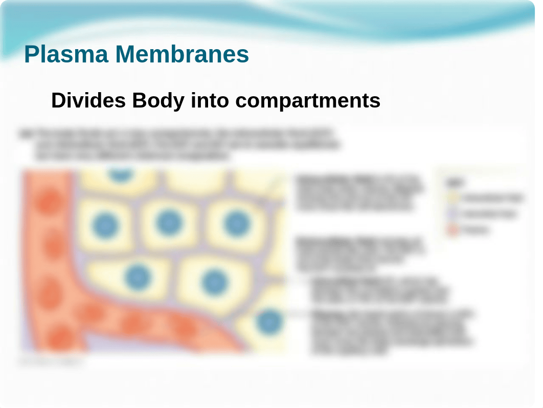 Chapter 5 - Membrane Dynamics - Osmosis and Tonicity - Student (4).pptx_d3i4k0w1erw_page4