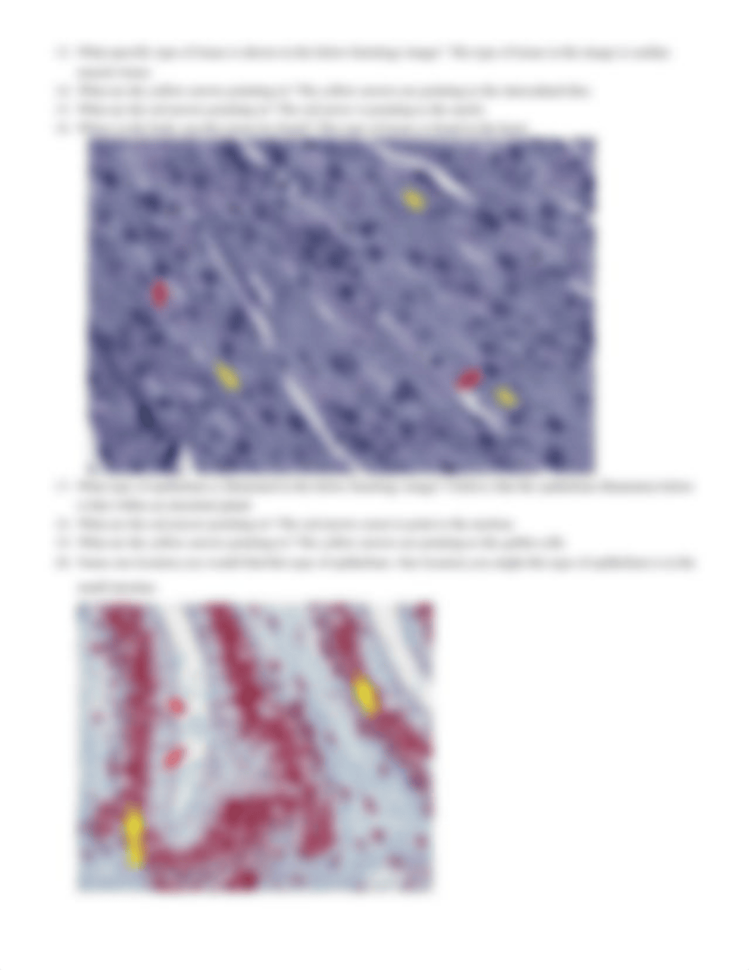 Histology Lab Assignment- Bio201.docx_d3igee4jsh6_page3