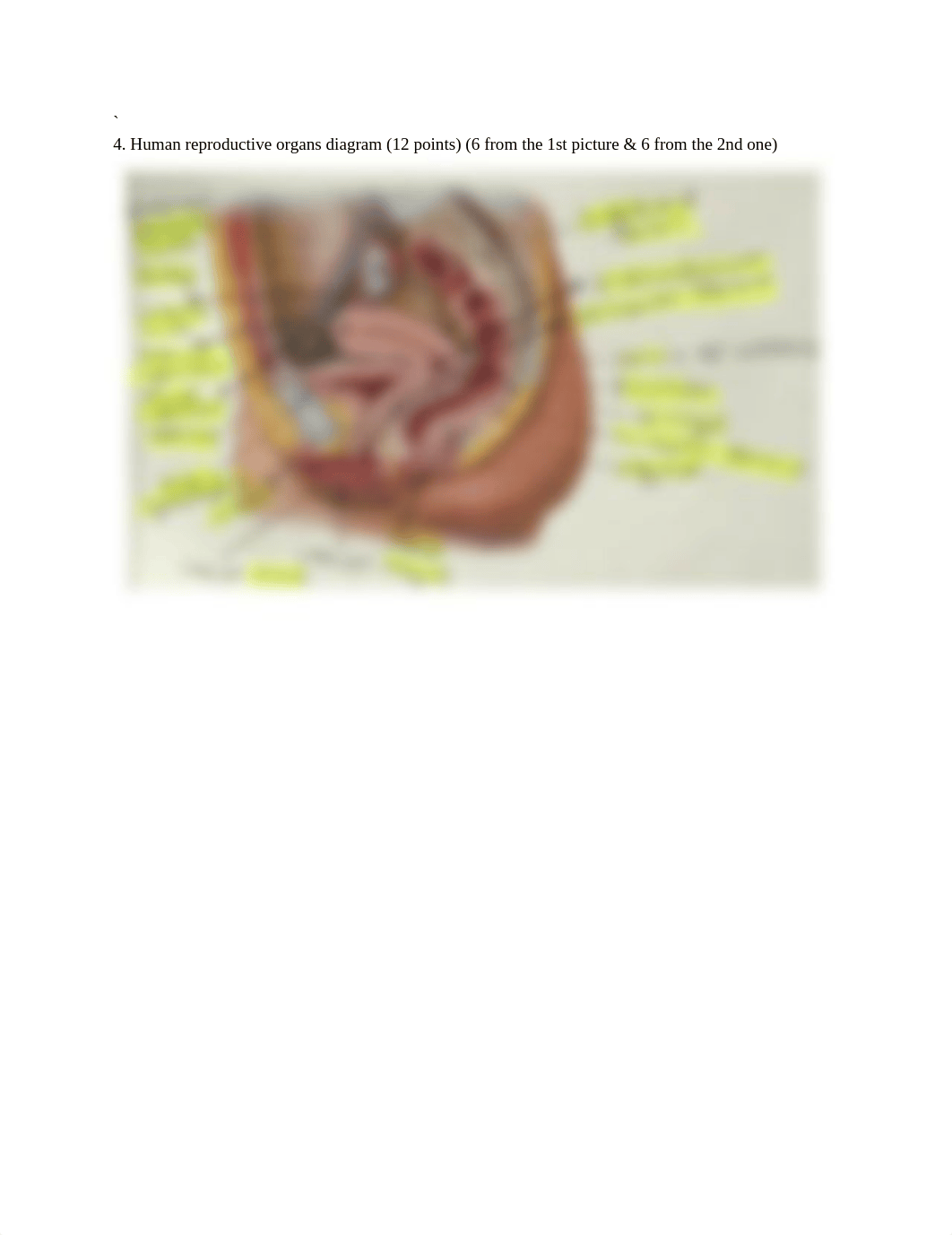 Anatomy Final Exam.docx_d3jpmvgvqzb_page5