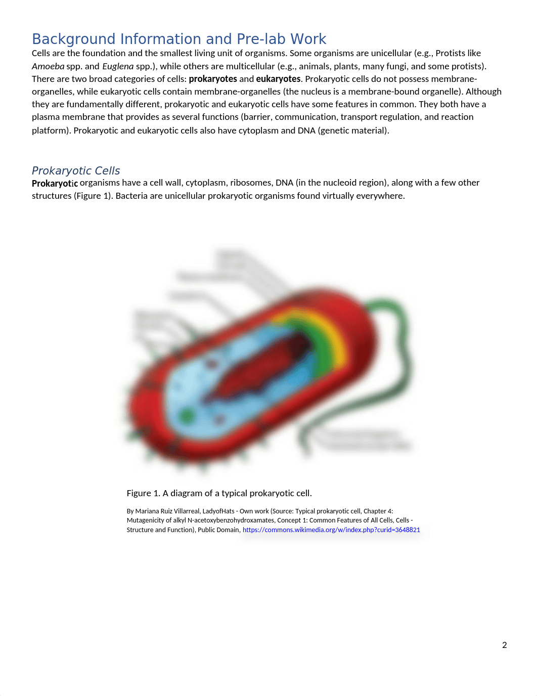 Cell Laboratory Handout.docx_d3k5m7w9gg0_page2