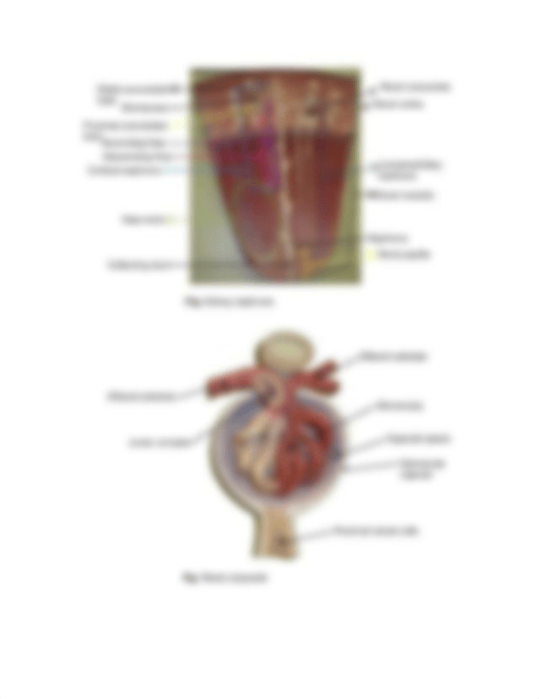 Urinary lab report -1.pdf_d3kk3c8h9bk_page3