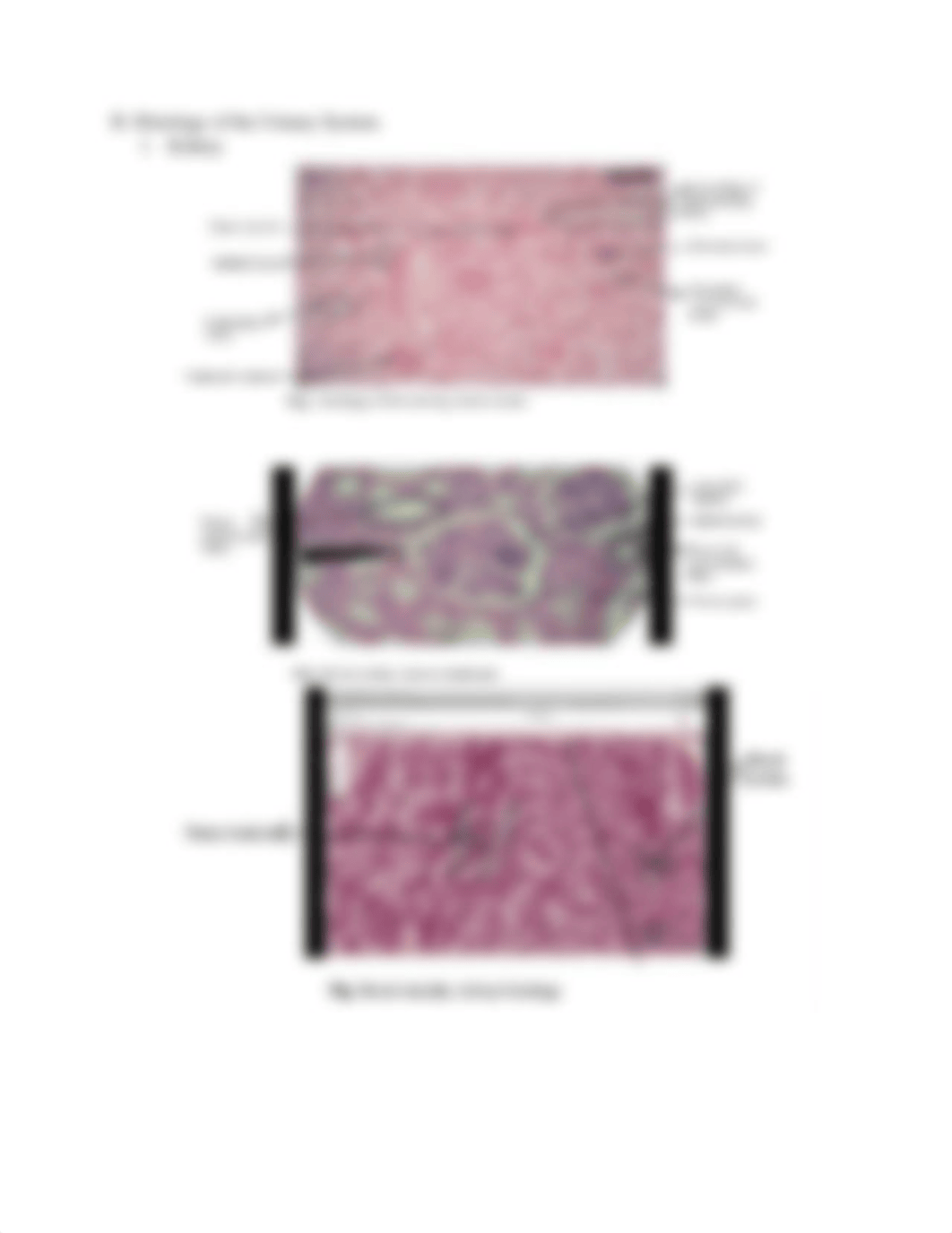 Urinary lab report -1.pdf_d3kk3c8h9bk_page5