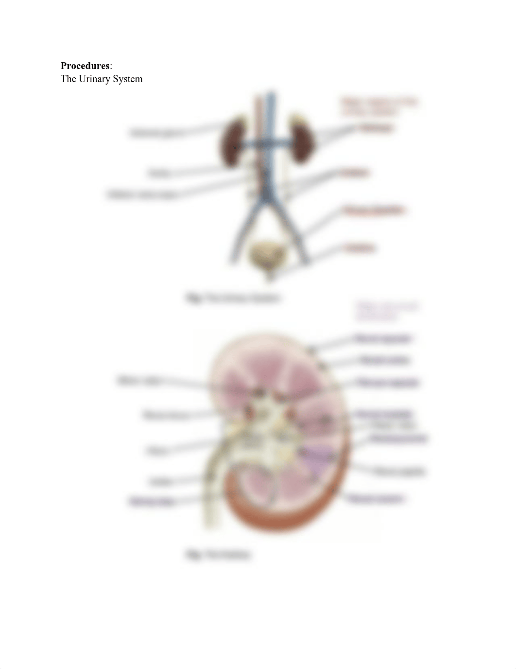 Urinary lab report -1.pdf_d3kk3c8h9bk_page2