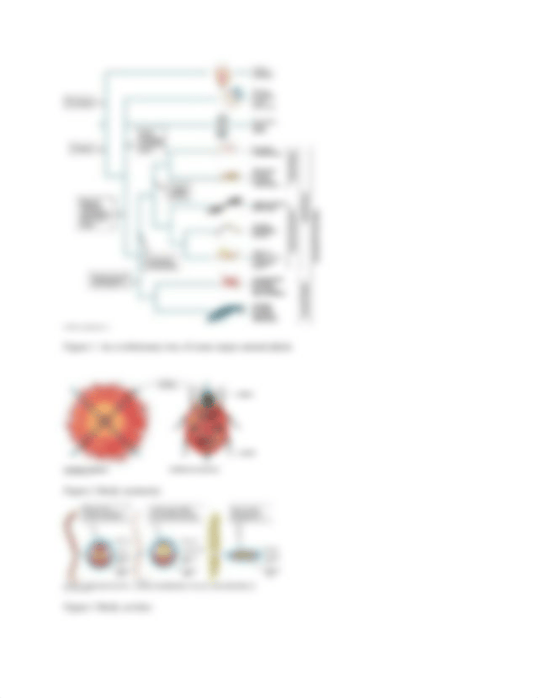 Lab 5 Invertebrate Animal Diversity.docx_d3kpzt3uodi_page3