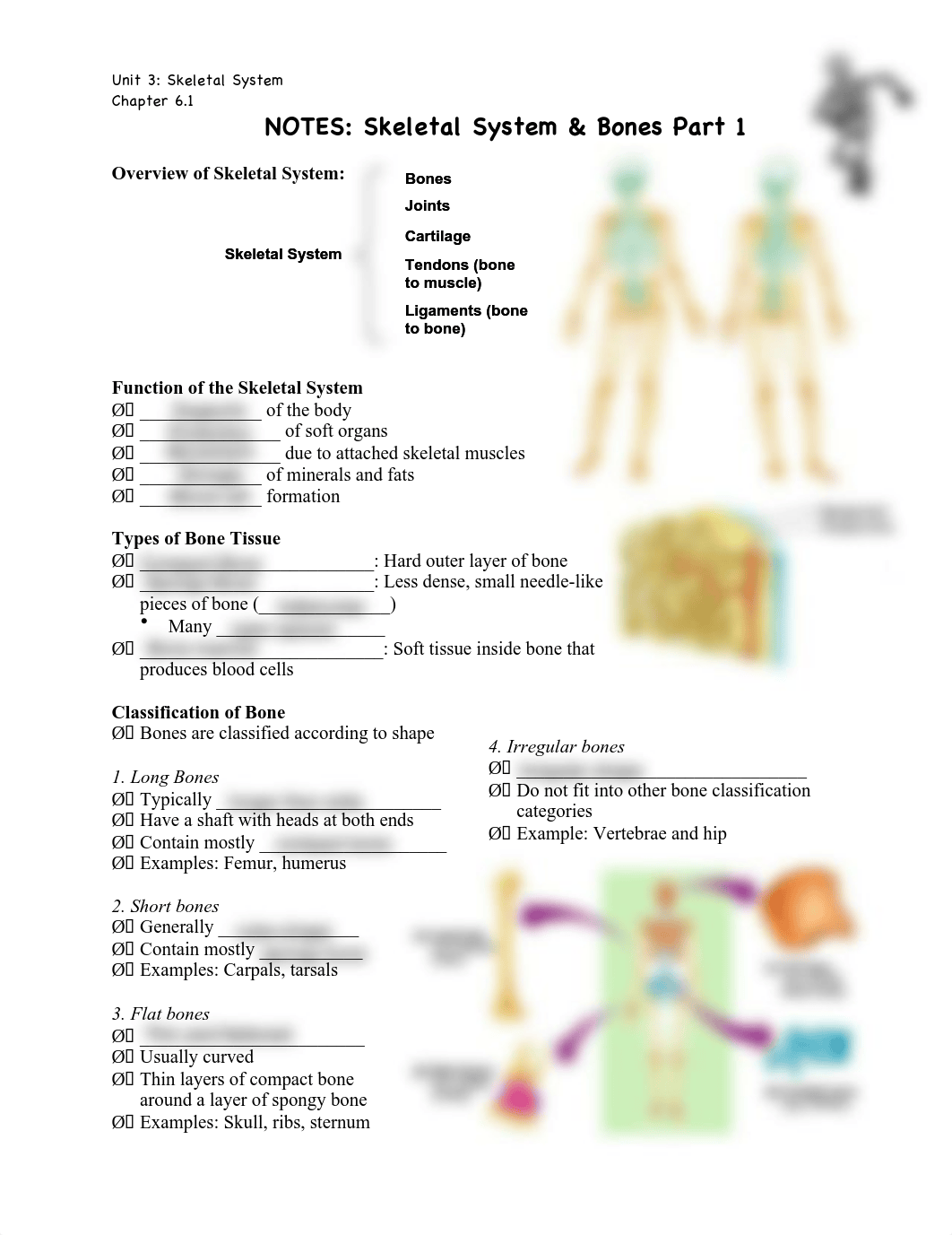 skeletal_part_1_fill_in.pdf_d3m0900cv4s_page1