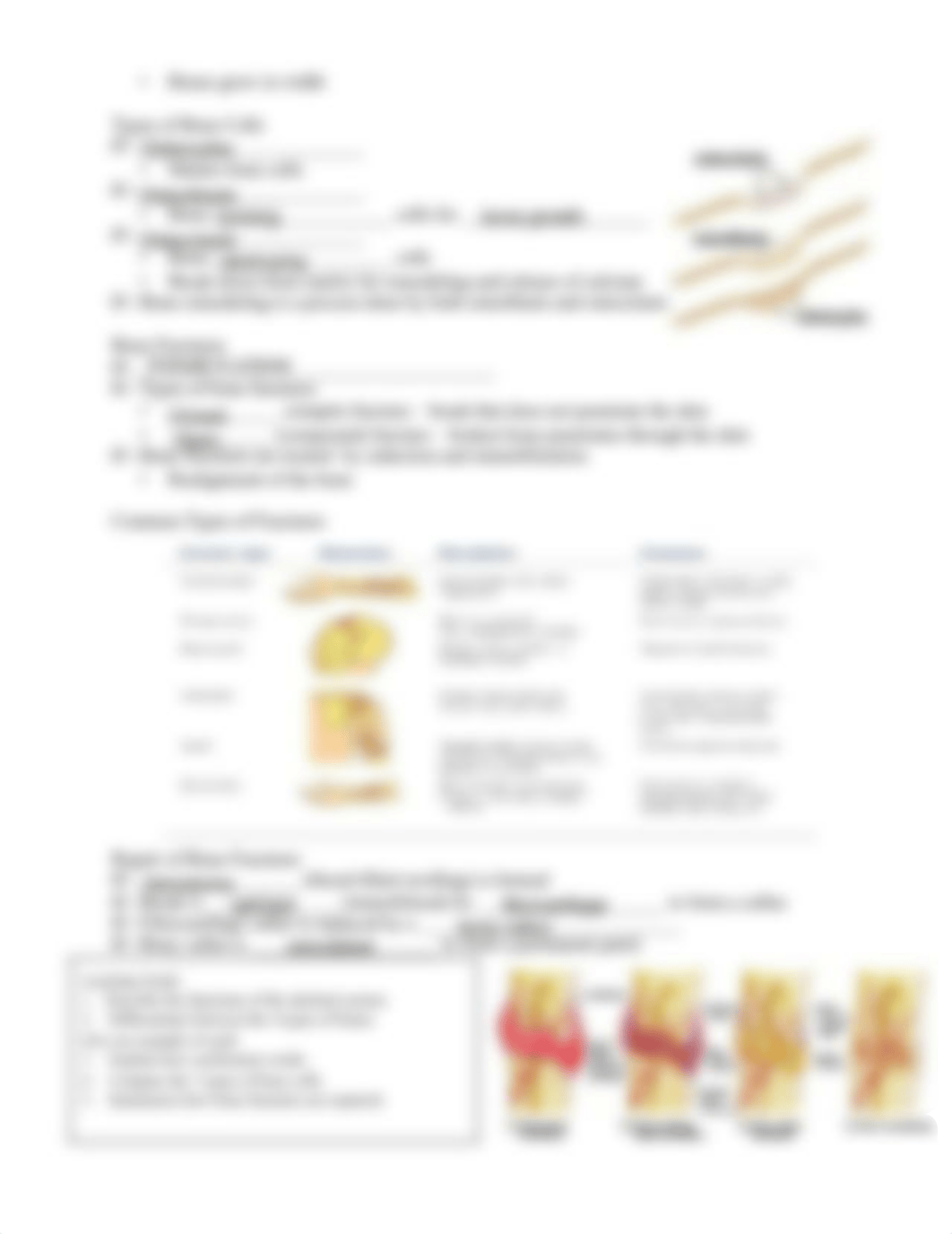 skeletal_part_1_fill_in.pdf_d3m0900cv4s_page3