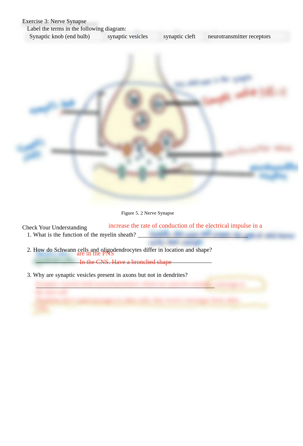 Chapter 5 Nervous System-key.pdf_d3mni4td8ir_page2