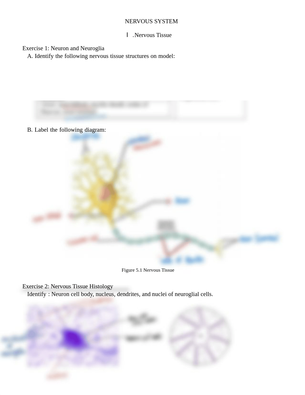 Chapter 5 Nervous System-key.pdf_d3mni4td8ir_page1