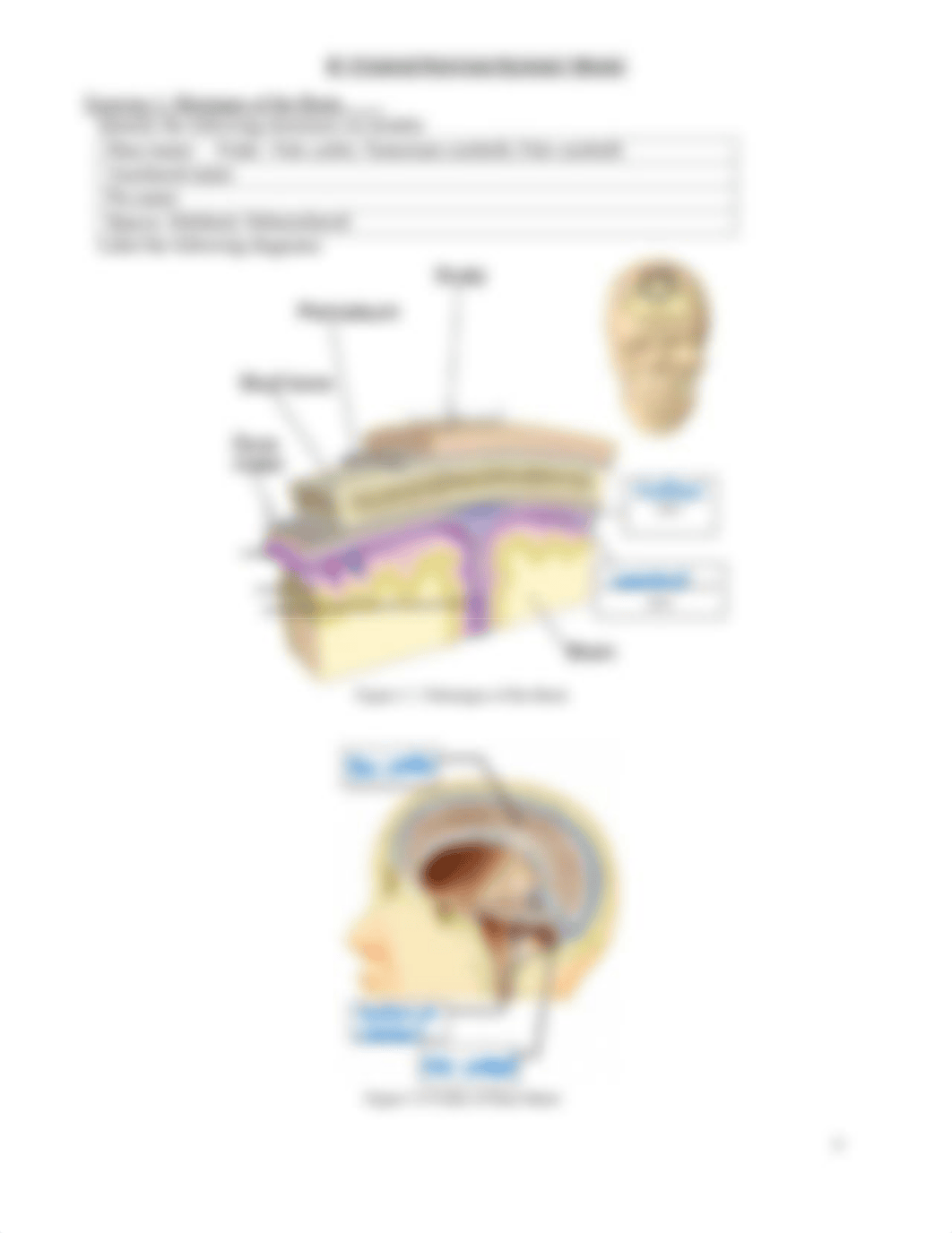 Chapter 5 Nervous System-key.pdf_d3mni4td8ir_page3