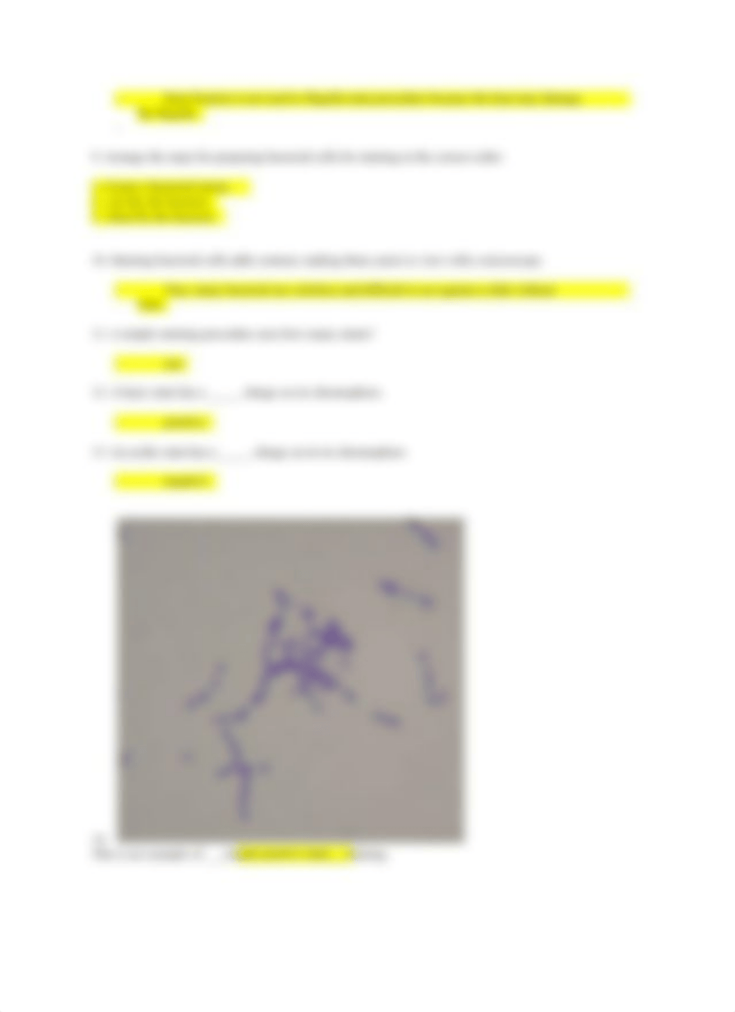 Lab Report 4 Bacterial Staining  for Microscopic -Virtual Lab.pdf_d3mntptknq5_page2