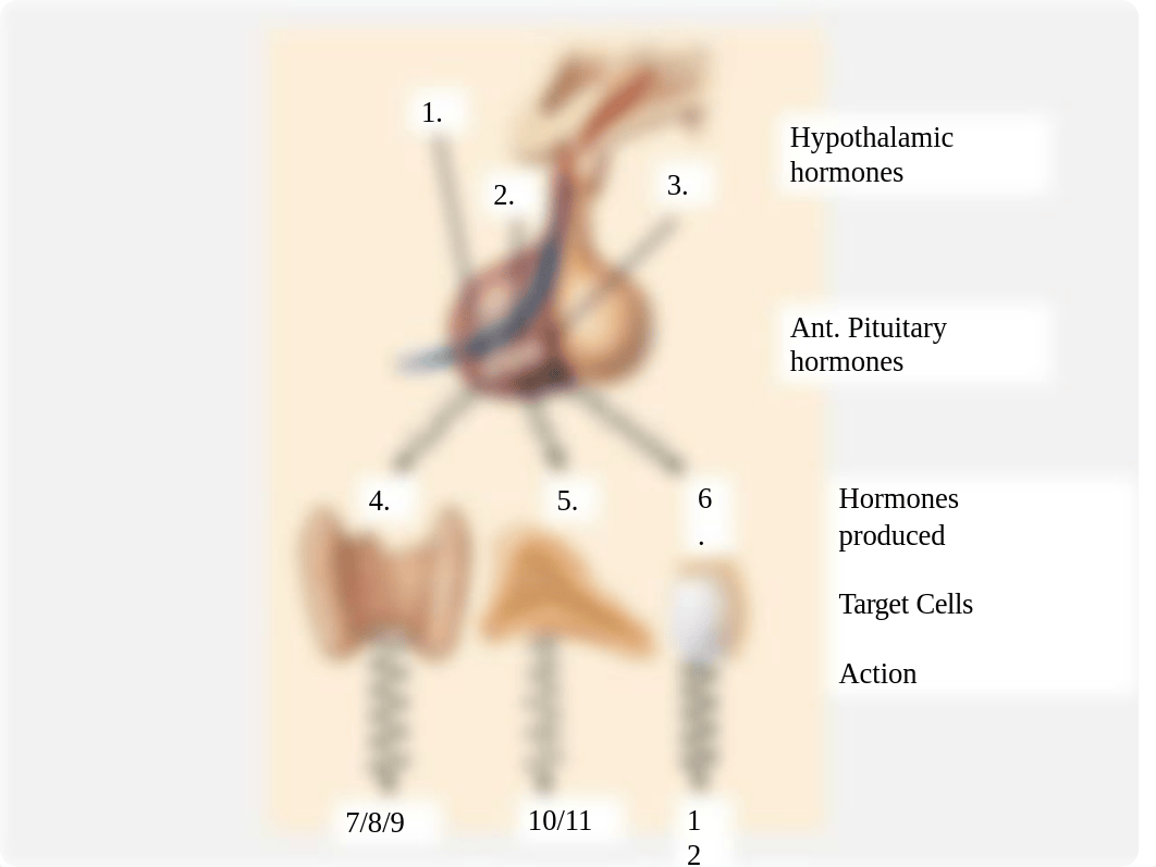 Lab Quiz Review Endocrine.pptx_d3npit5h9aa_page5