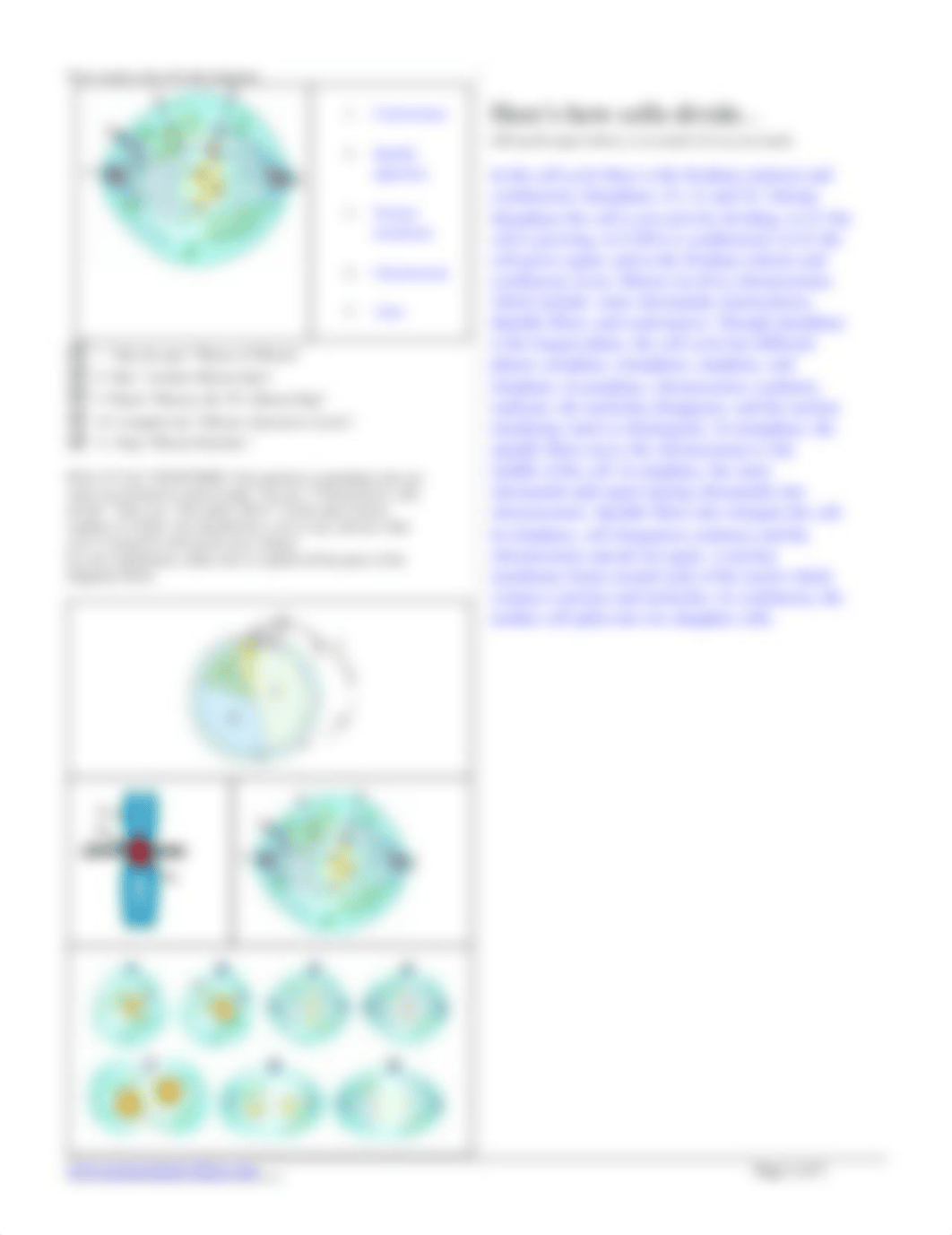 cell cycle ws.pdf_d3oe36dnb5e_page2