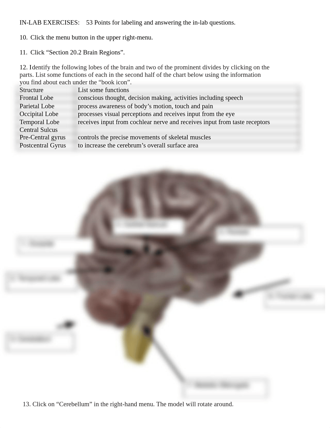 BIO 210 Lab 8 The Brain Complete.pdf_d3osm8ghujq_page2