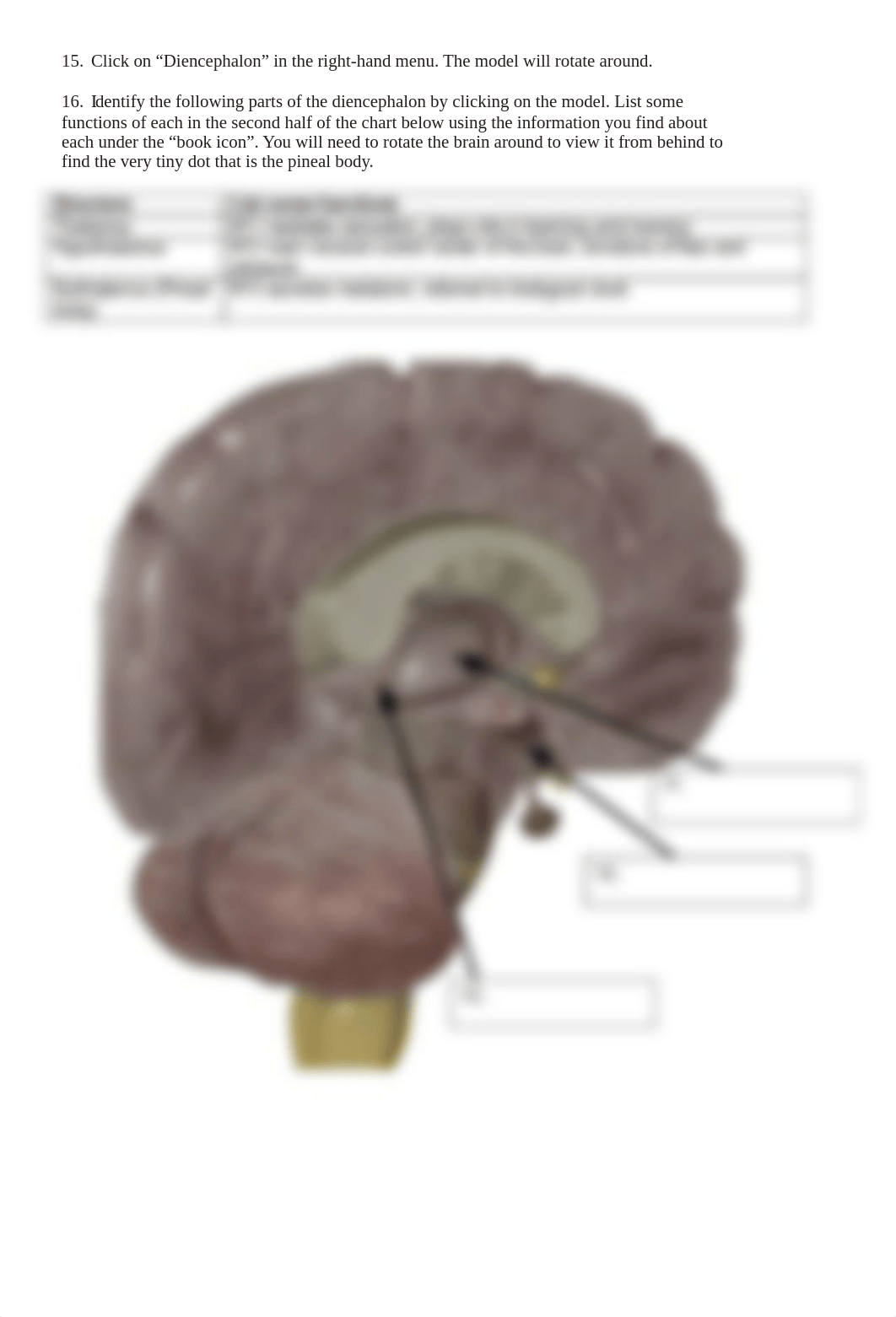 BIO 210 Lab 8 The Brain Complete.pdf_d3osm8ghujq_page4