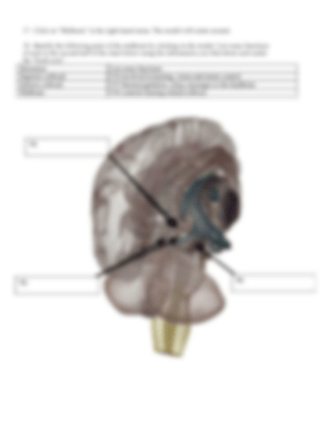 BIO 210 Lab 8 The Brain Complete.pdf_d3osm8ghujq_page5