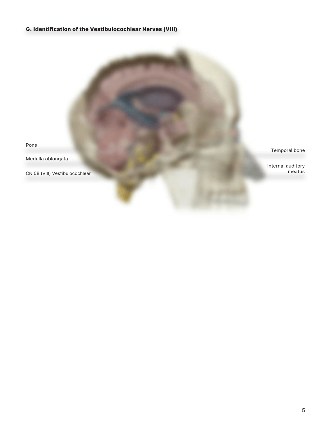 lab manual_cranial nerves_atlas_part_2 copy BIo 200-L23.pdf_d3p3w5ir6oh_page5