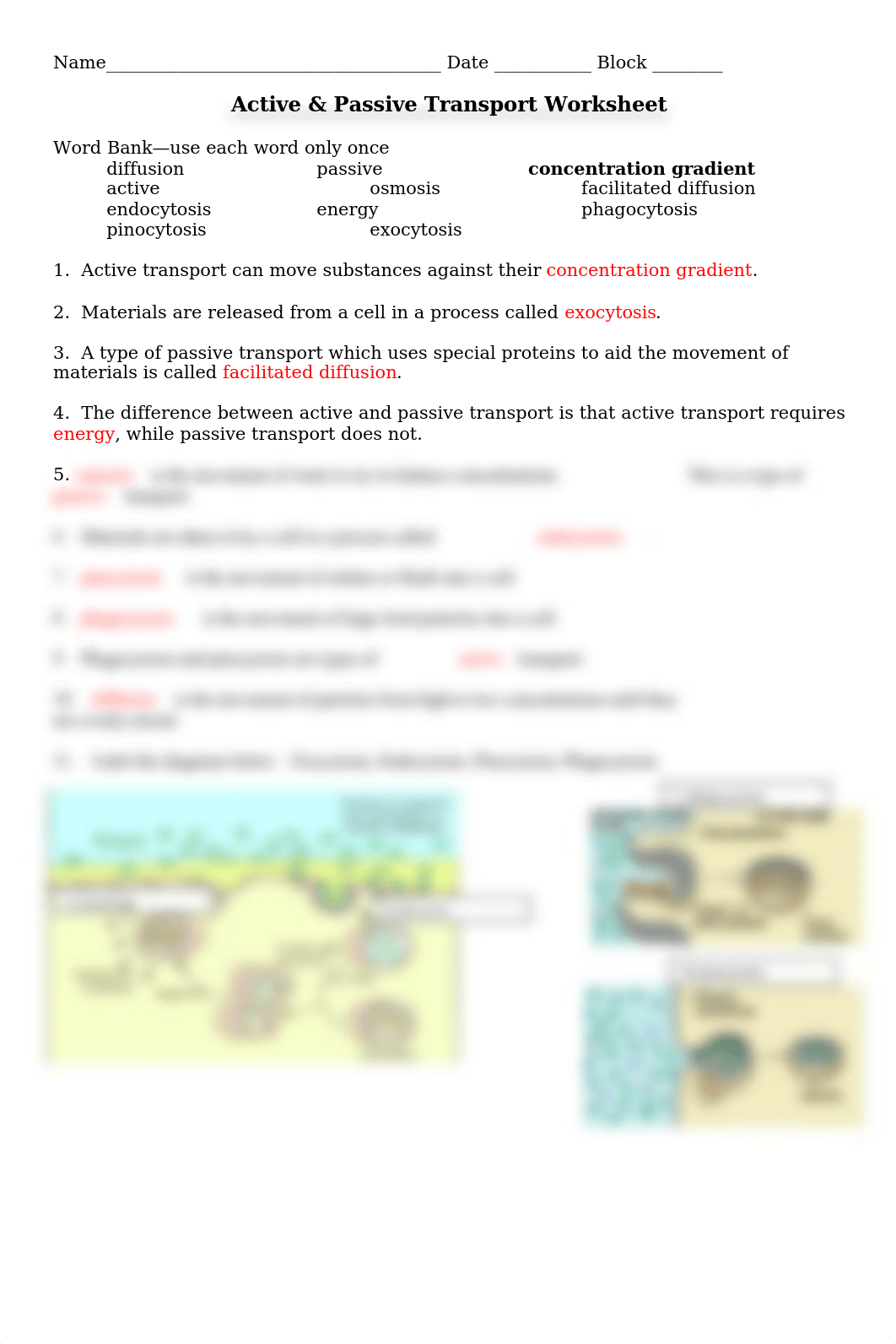 active and passive transport worksheet.doc_d3pf71a4hmj_page1