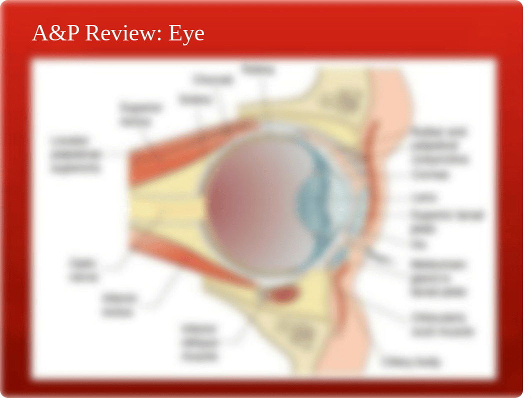 eyes and ears.pptx_d3pjrt6vkat_page5