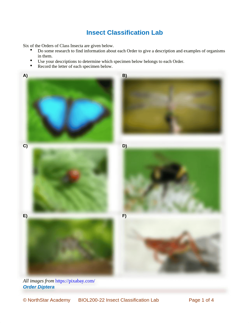 Brown,Emonae_ BIOL200-22+Insect+Classificaiton+Lab.docx_d3q42tkdf21_page1