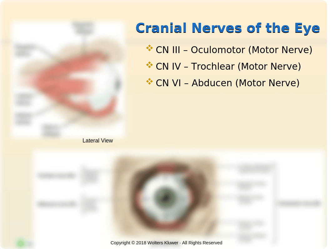 Eyes & Ears.pptx_d3q851jcv6m_page5