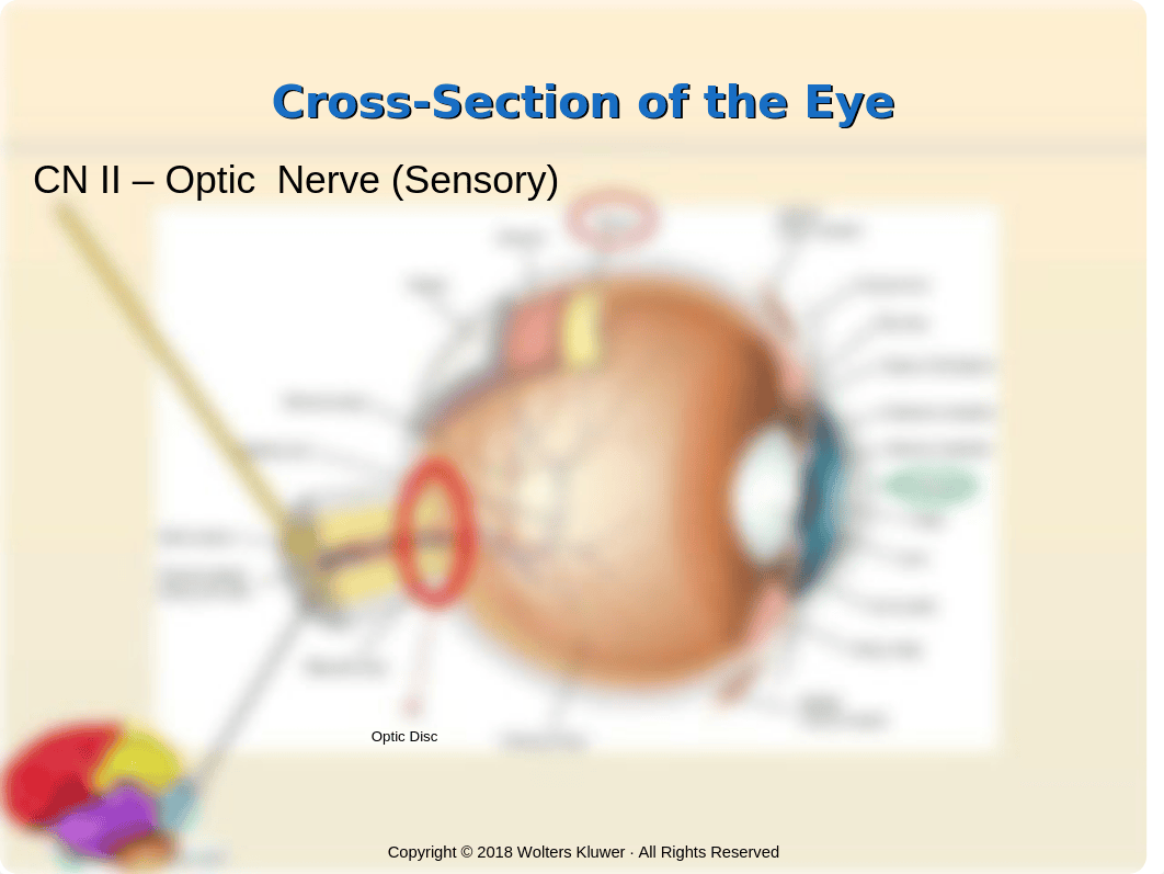 Eyes & Ears.pptx_d3q851jcv6m_page4