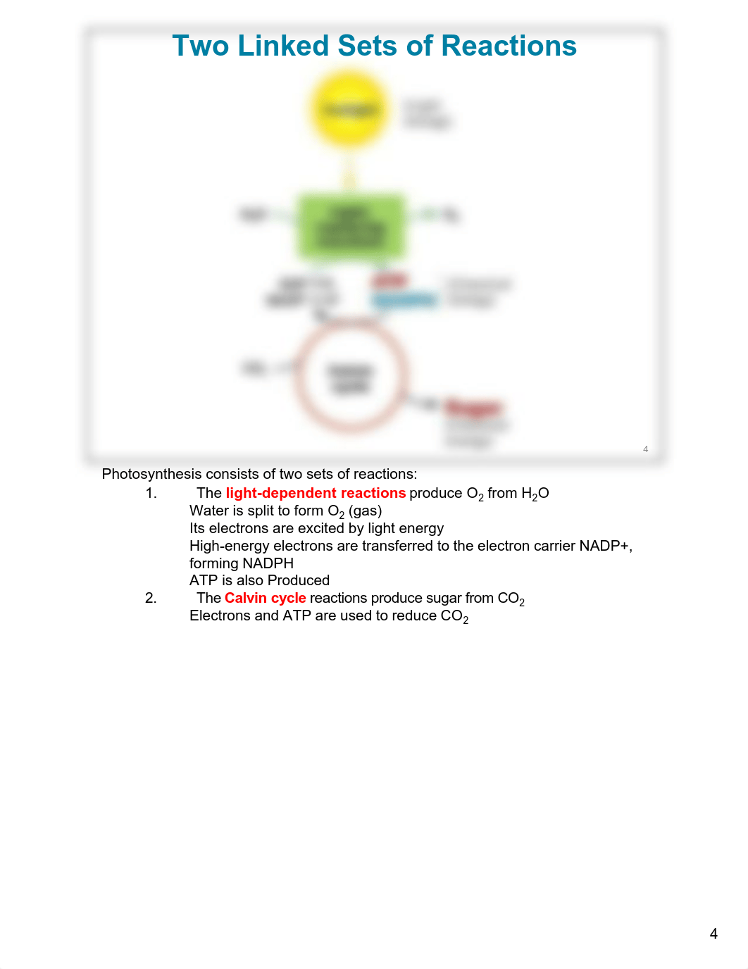 Ch 8- Photosynthesis - Notes LAyout.pdf_d3qcylpdn7u_page4