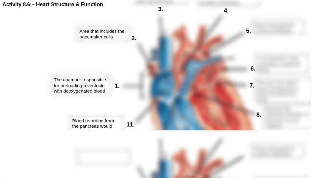 Heart Structure & Function Activity 8.6.pptx_d3qdyo7cmfd_page1