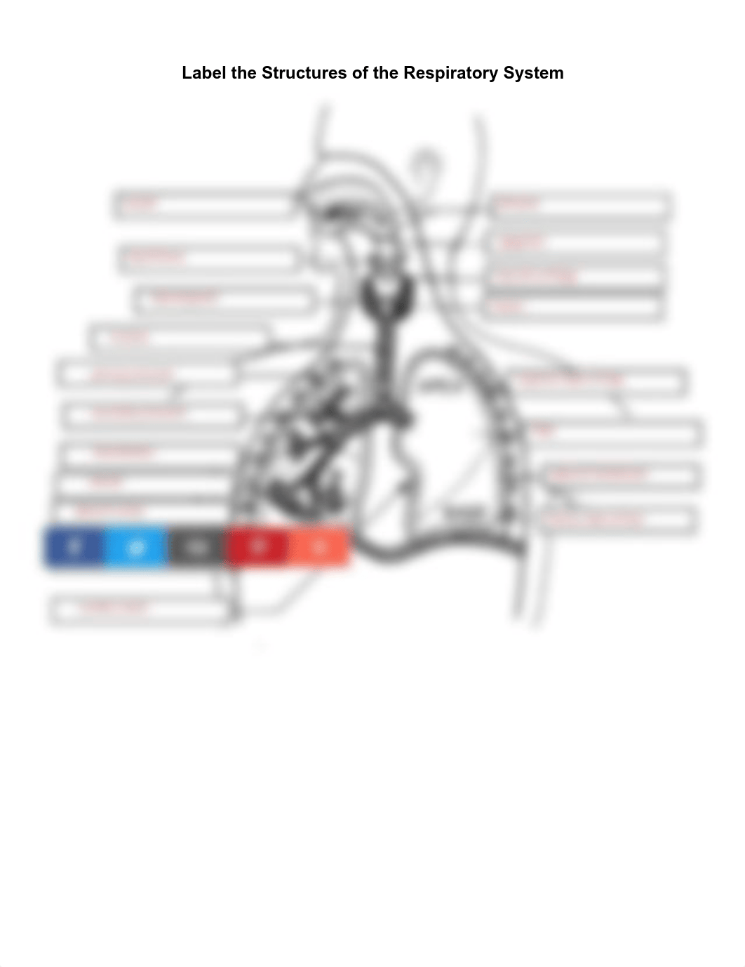 Kami Export - Abbie Myers - Label the structures of the Respiratory System.pdf_d3qj9gudpv2_page1