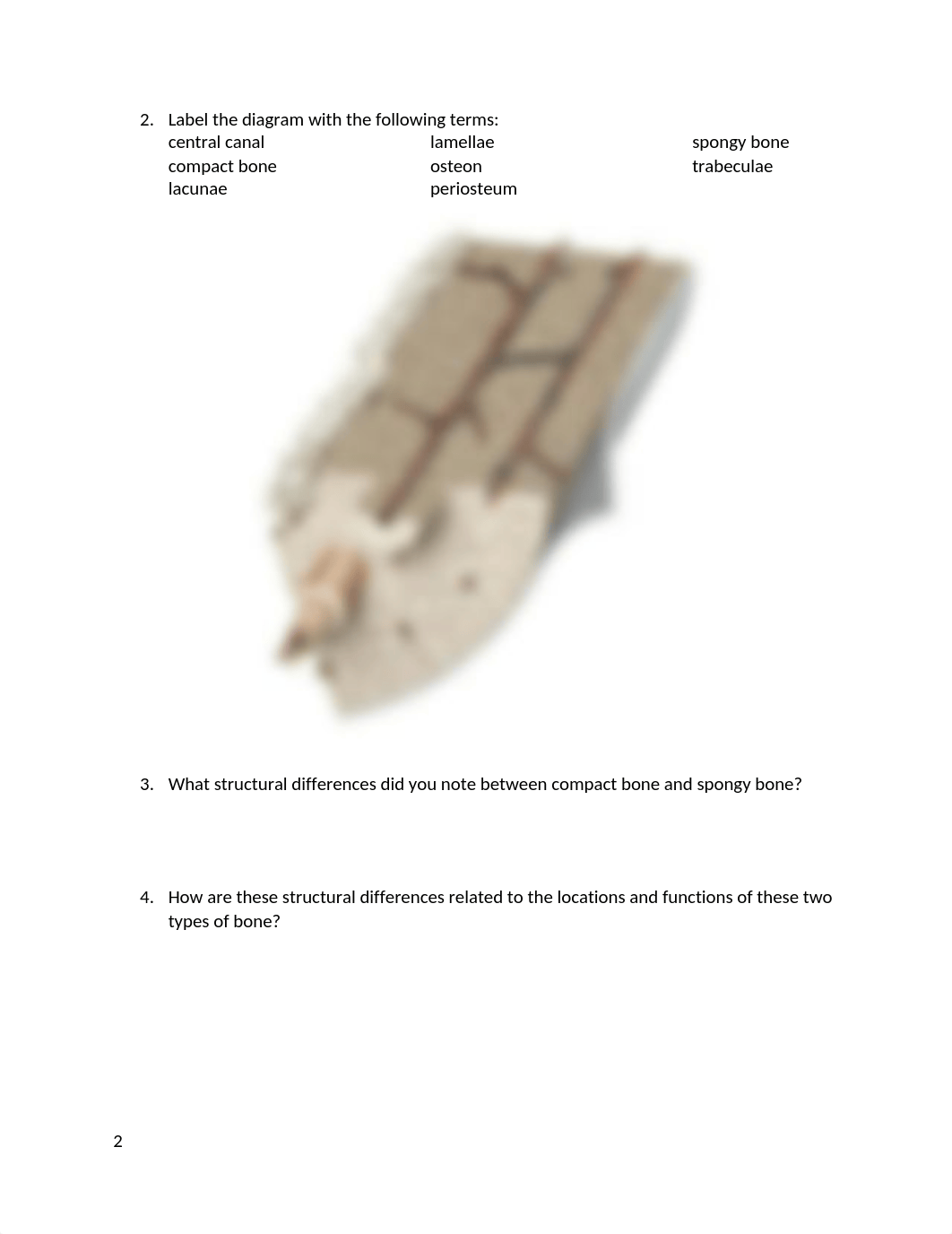 Bone Lab (1).docx_d3r72pyr80e_page2