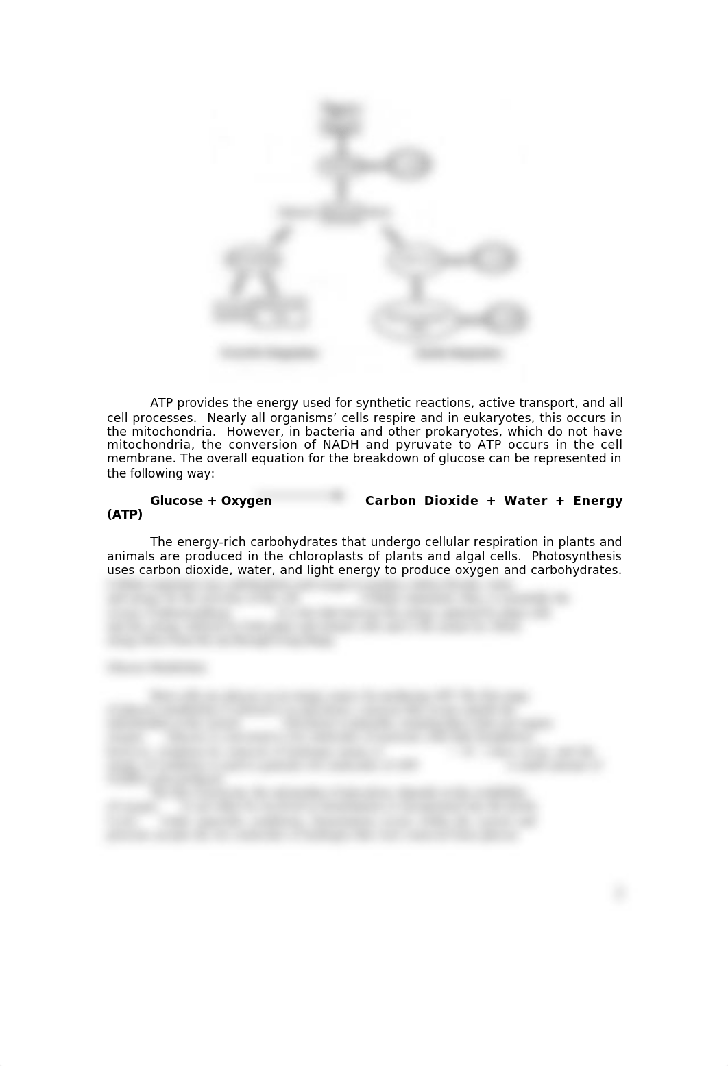 6_ AP Cellular Respiration (1).doc_d3r7qa0hyyg_page2