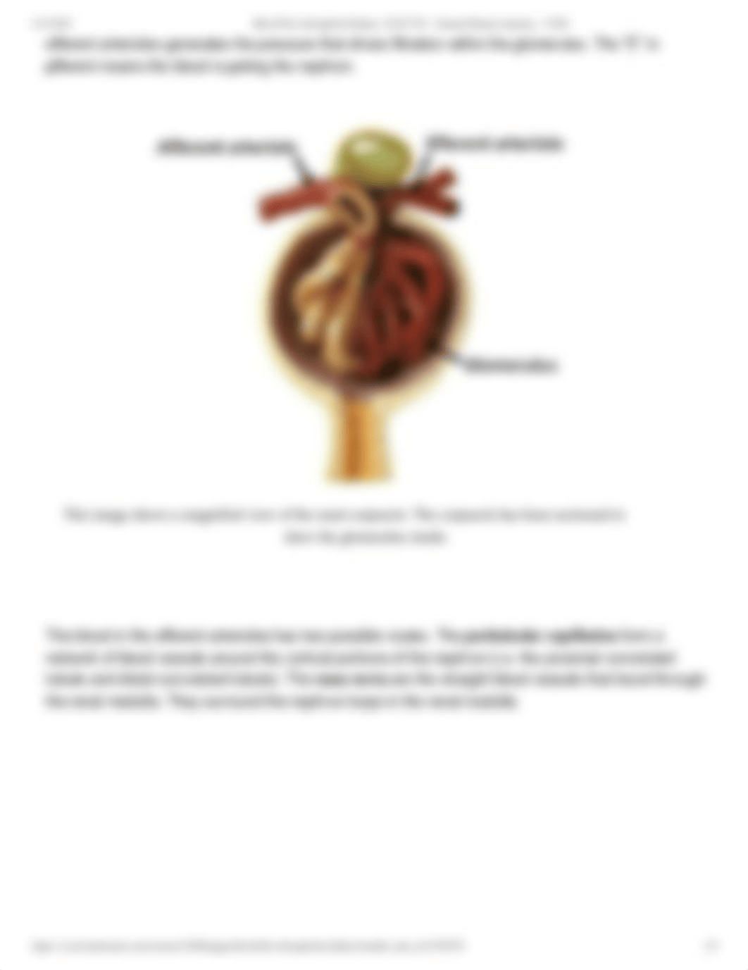 Blood Flow through the Kidney_ ANAT V01 - General Human Anatomy - 31204.pdf_d3reeez9vff_page2