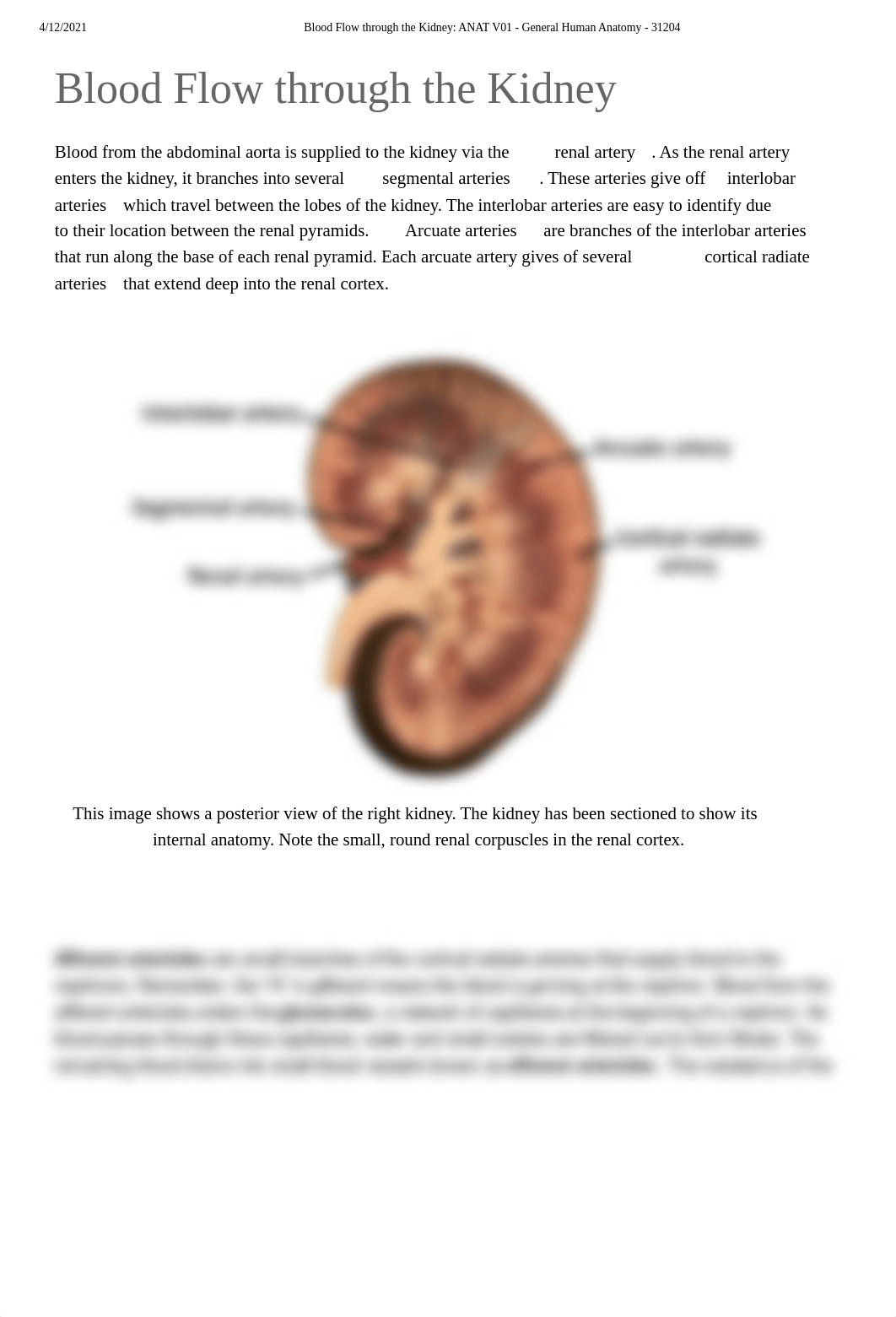 Blood Flow through the Kidney_ ANAT V01 - General Human Anatomy - 31204.pdf_d3reeez9vff_page1