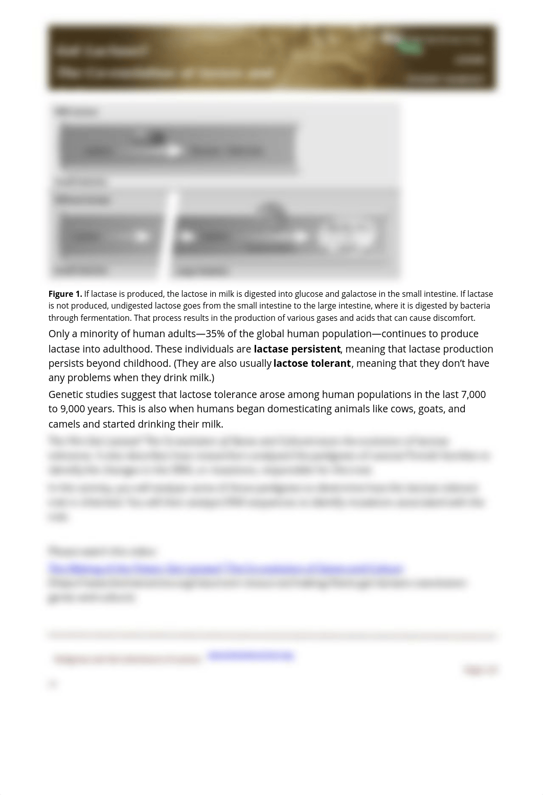 HHMI lactose intolerance student handout.docx_d3rgnjdko2y_page2