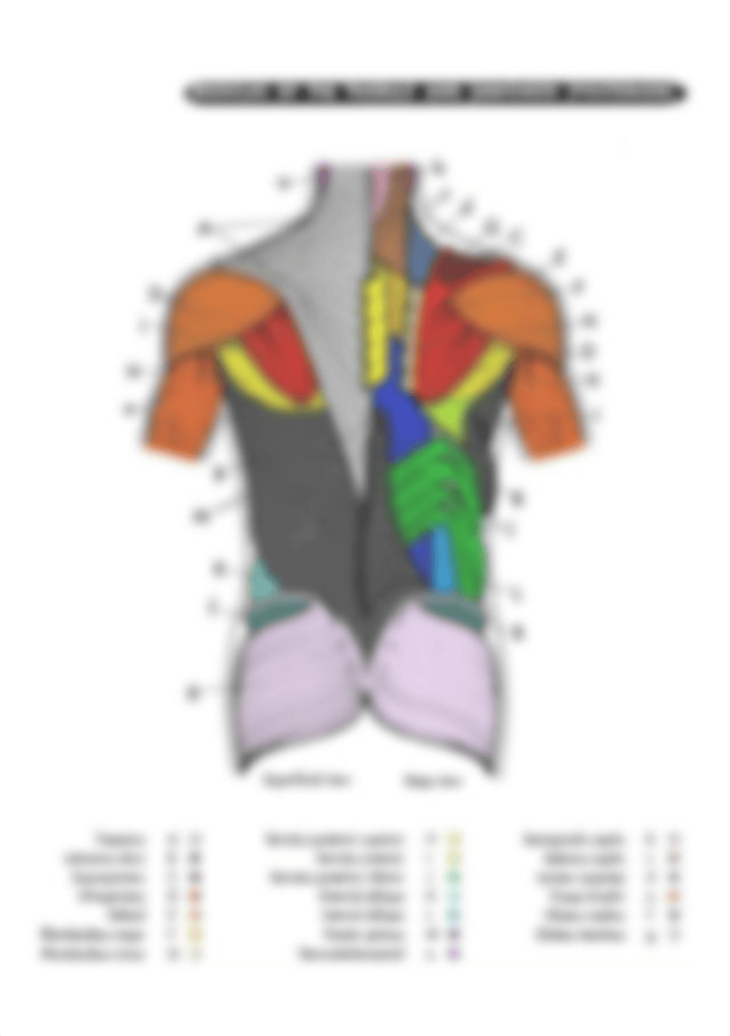 Muscles of the Thorax and Abdomen (Posterior).png_d3t2kljp8jw_page1