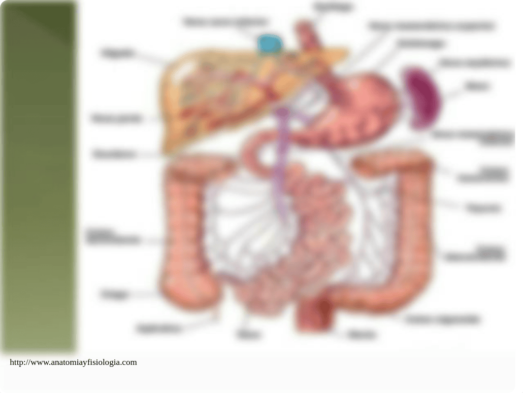 Enterocolitis necrotizante.pdf_d3tauly3jad_page5