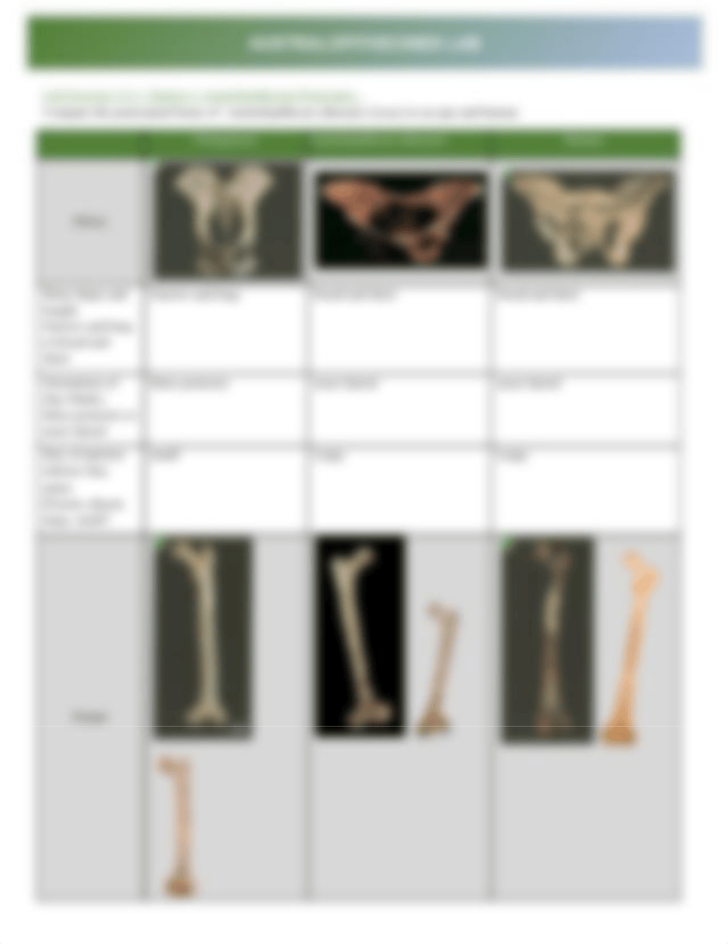 Australopithecines Lab.pdf_d3ti4o0mlsx_page2