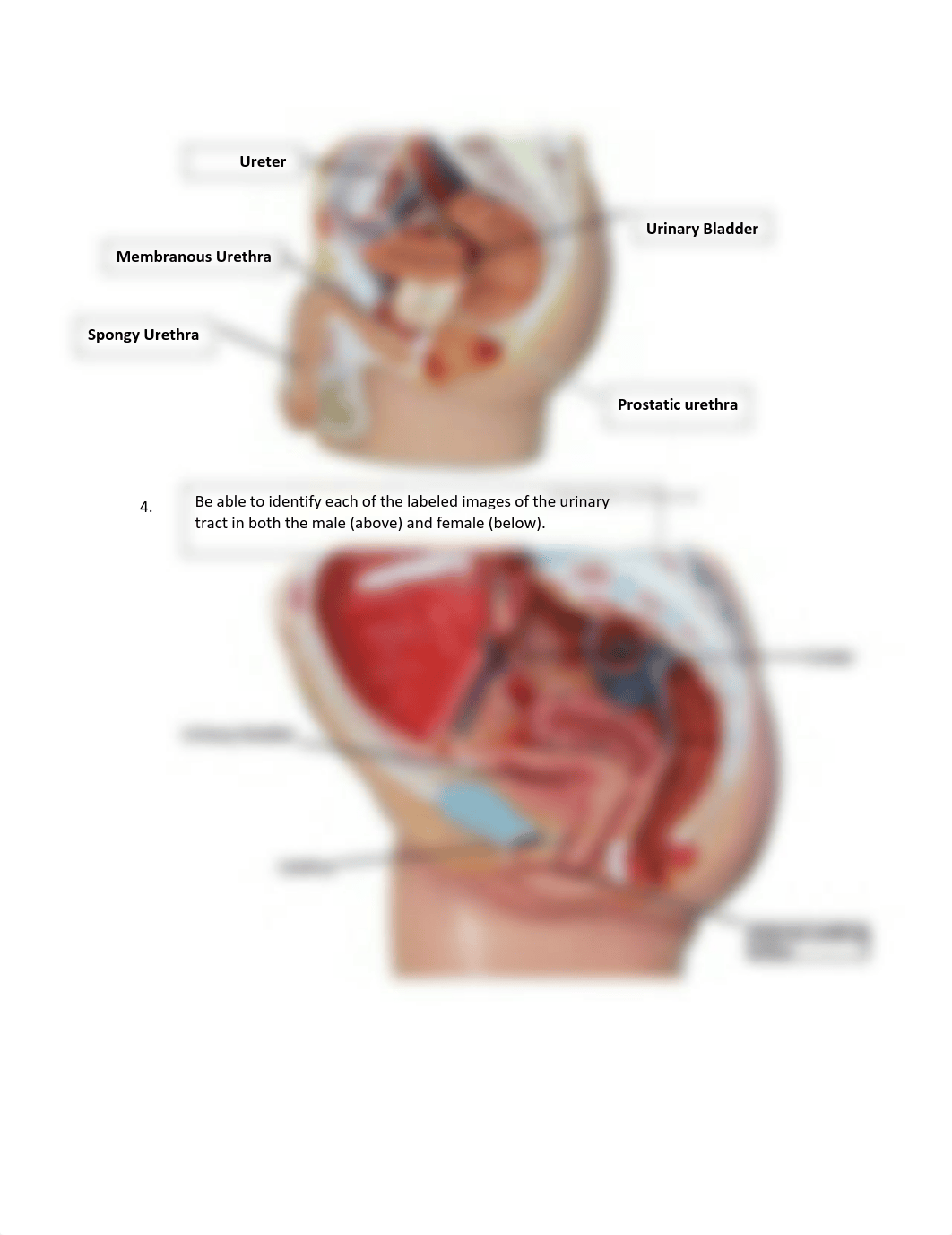 Lab Quiz 9 Urinary System BIOL 2402 SP22(1).pdf_d3tug95uyh5_page3