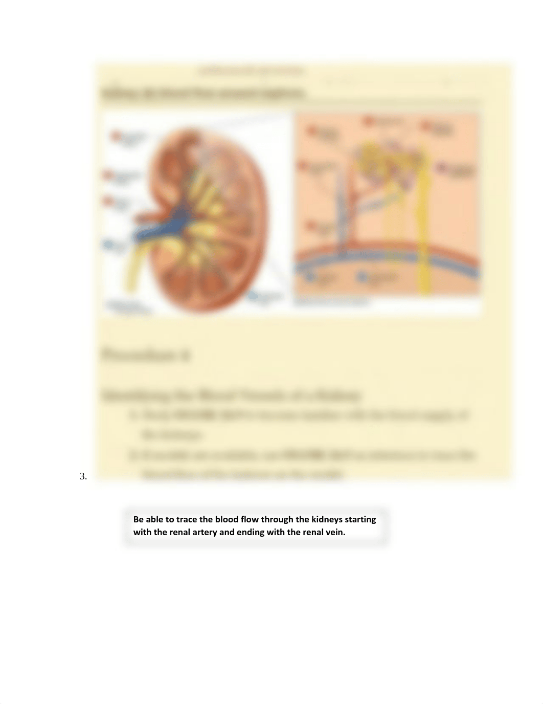 Lab Quiz 9 Urinary System BIOL 2402 SP22(1).pdf_d3tug95uyh5_page2