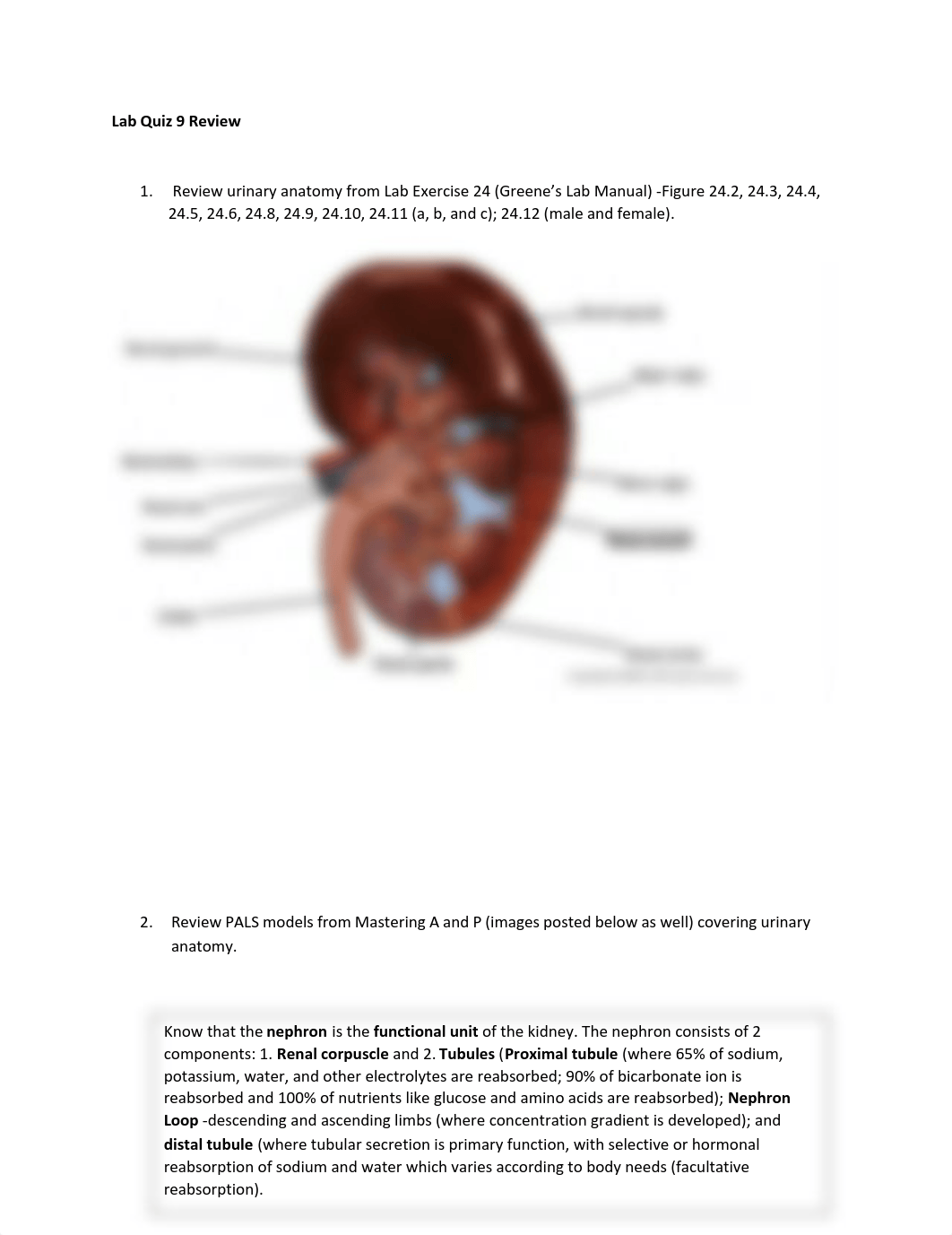 Lab Quiz 9 Urinary System BIOL 2402 SP22(1).pdf_d3tug95uyh5_page1